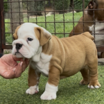 Trixy-female-english-bulldog-puppy-for-sale- (5)