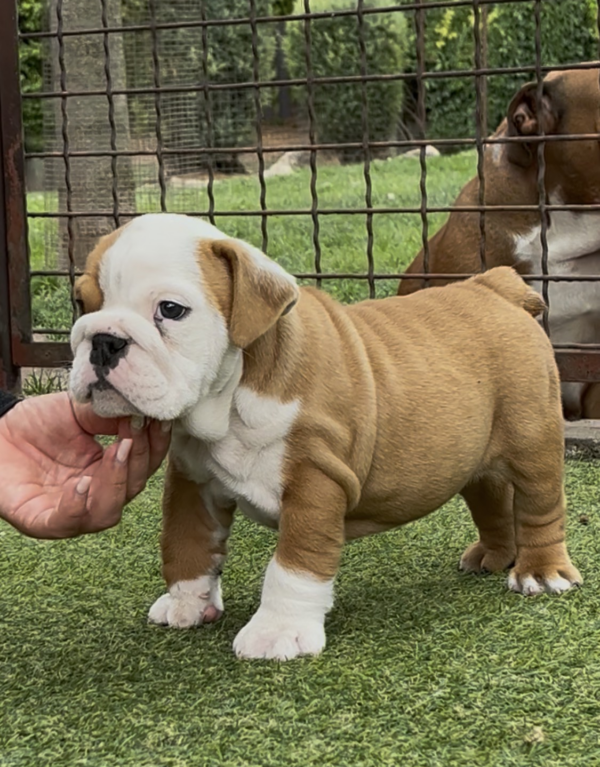 Trixy English Bulldog