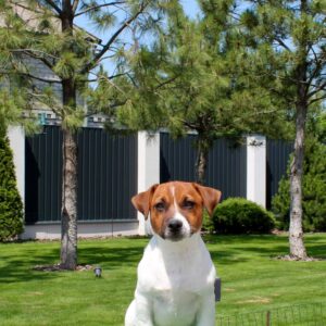 Vakig Jack Russell Terrier