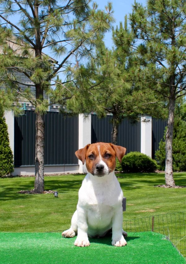 Vakig Jack Russell Terrier