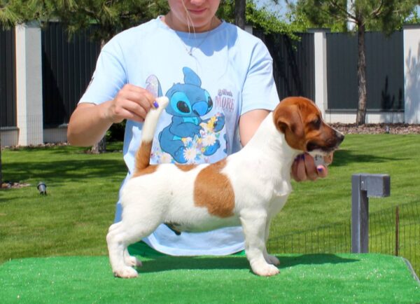 Vakig Jack Russell Terrier