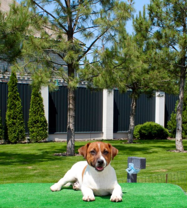 Vakig Jack Russell Terrier