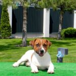 Ferz Jack Russell Terrier