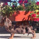 Valet-male-miniature-dachshund-puppy-for-sale-1 (1)