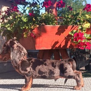 Valet Miniature Dachshund