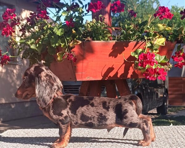 Valet Miniature Dachshund