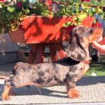 Valet-male-miniature-dachshund-puppy-for-sale-1 (2)