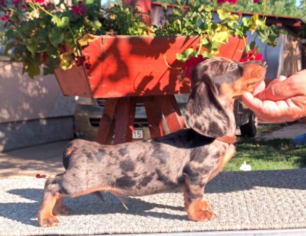 Valet Miniature Dachshund