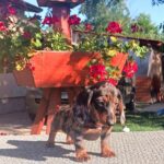 Valet-male-miniature-dachshund-puppy-for-sale-1 (3)