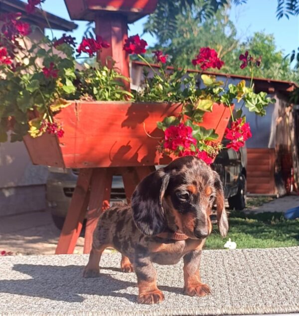Valet Miniature Dachshund