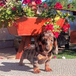 Valet Miniature Dachshund