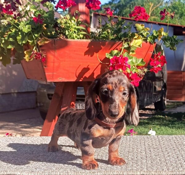 Valet Miniature Dachshund