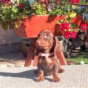 Vargo Miniature Dachshund