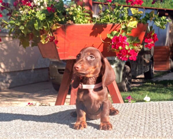 Vargo Miniature Dachshund
