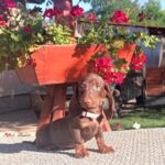 Vargo-male-miniature-dachshund-puppy-for-sale-1 (2)