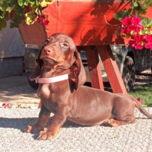 Vargo Miniature Dachshund