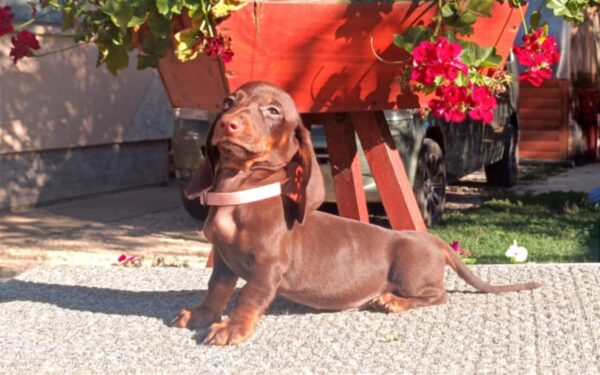 Vargo Miniature Dachshund