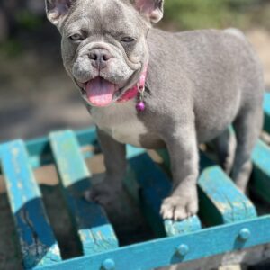 Venera French Bulldog