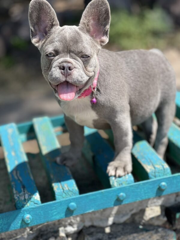 Venera French Bulldog