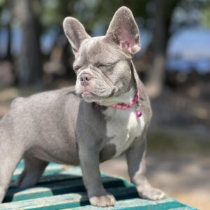 Venera French Bulldog