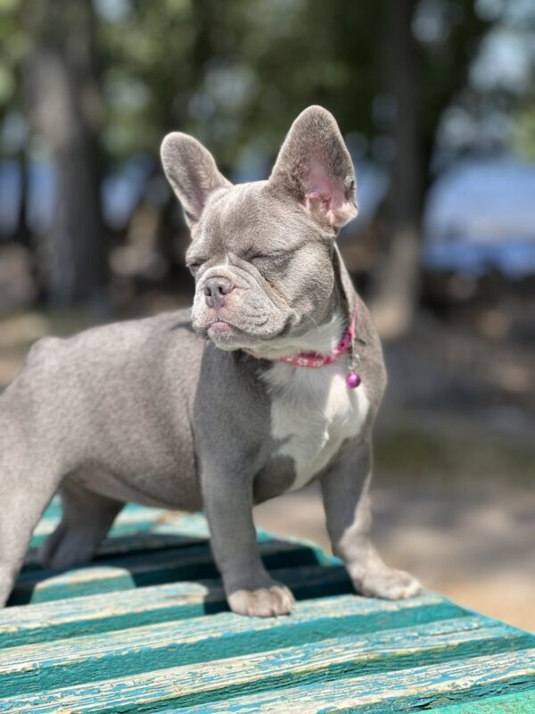 Venera French Bulldog