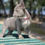 Venera-female-french-bulldog-puppy-for-sale-1 (3)