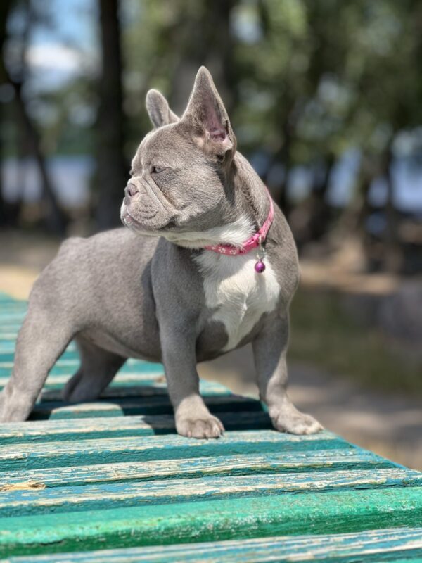 Venera French Bulldog