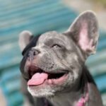 Venera-female-french-bulldog-puppy-for-sale-1 (4)