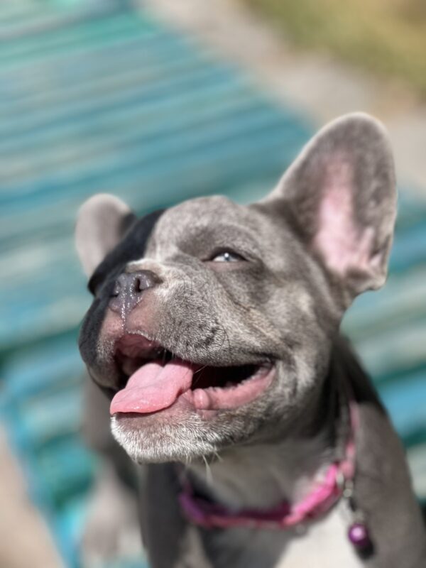 Venera French Bulldog