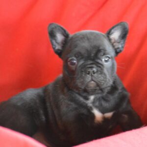 Veto French Bulldog