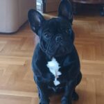 Veto-female-french-bulldog-puppy-for-sale-1 (3)