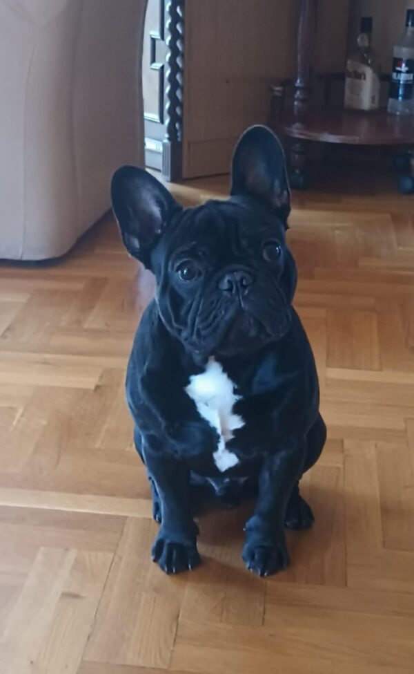 Veto French Bulldog