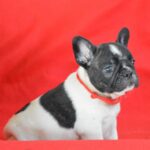 Wolf French Bulldog