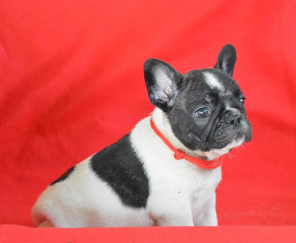Vira French Bulldog