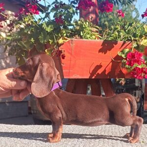 Vira Miniature Dachshund