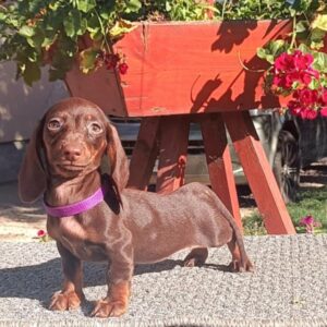 Vira Miniature Dachshund