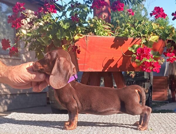 Vira Miniature Dachshund