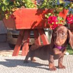 Vira-female-miniature-dachshund-puppy-for-sale-1 (2)