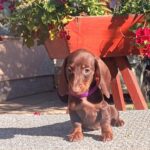 Vira-female-miniature-dachshund-puppy-for-sale-1 (2)