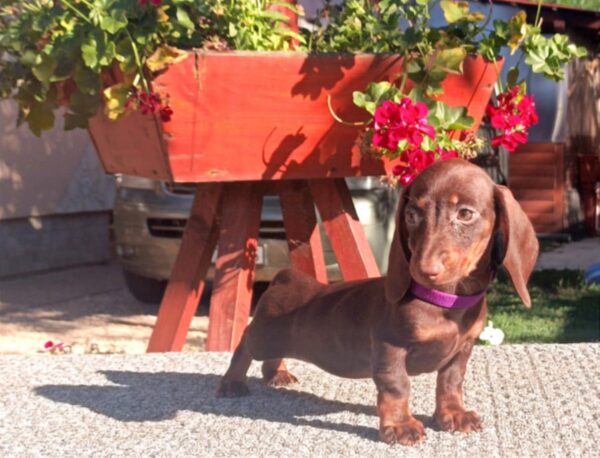 Vira Miniature Dachshund