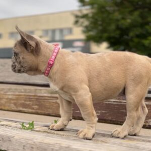 Virgie French Bulldog
