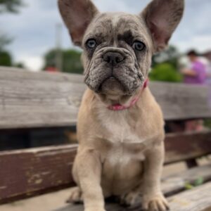 Virgie French Bulldog