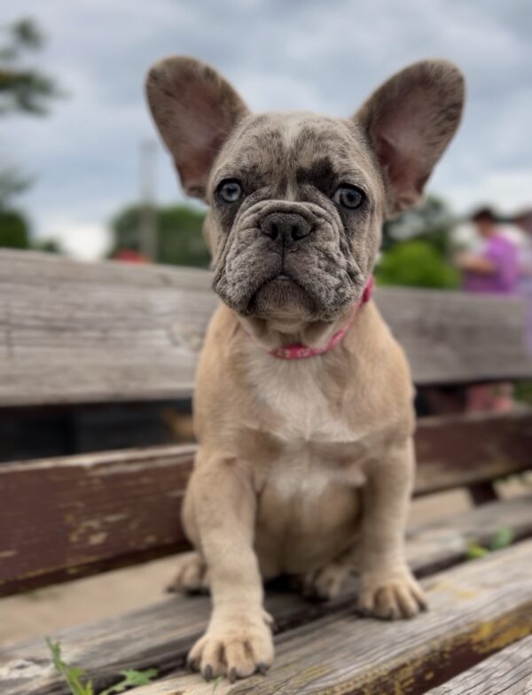 Virgie French Bulldog
