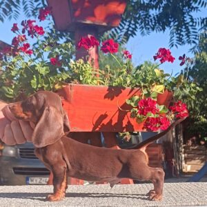 Volt Miniature Dachshund