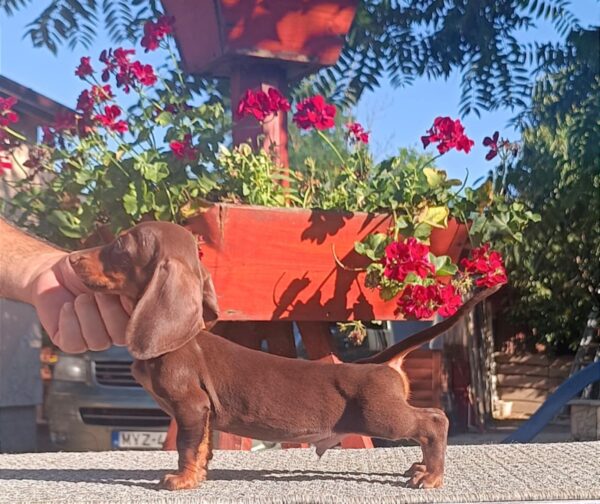 Volt Miniature Dachshund