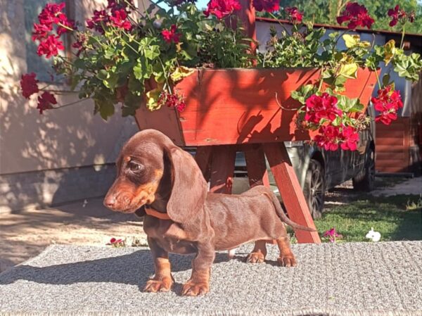 Volt Miniature Dachshund