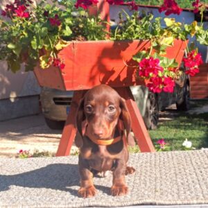 Volt Miniature Dachshund