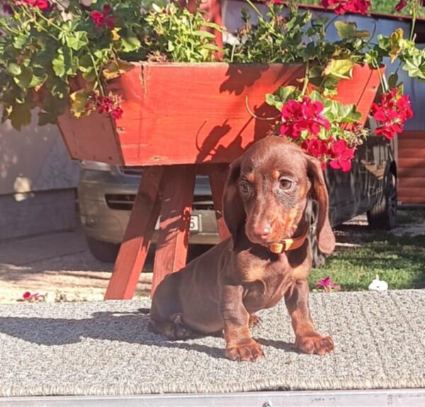 Volt Miniature Dachshund