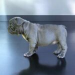 Wella-female-French-bulldog-puppy-for-sale-1