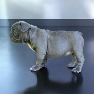 Wella French Bulldog